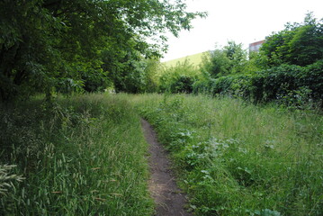 Meadow in  Moscow. Plants from Red Book