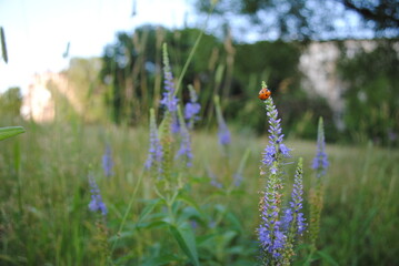 Meadow in  Moscow. Plants from Red Book