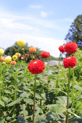 red and yellow flowers