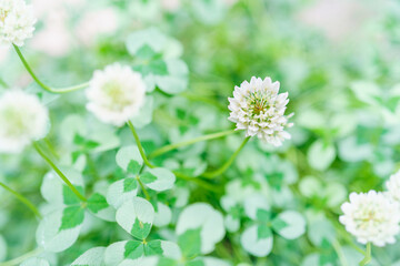 シロツメクサ、クローバー/グランドカバーの植物/イングリッシュガーデン