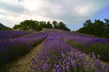 Fototapeta na wymiar lavender field in the Italian countryside