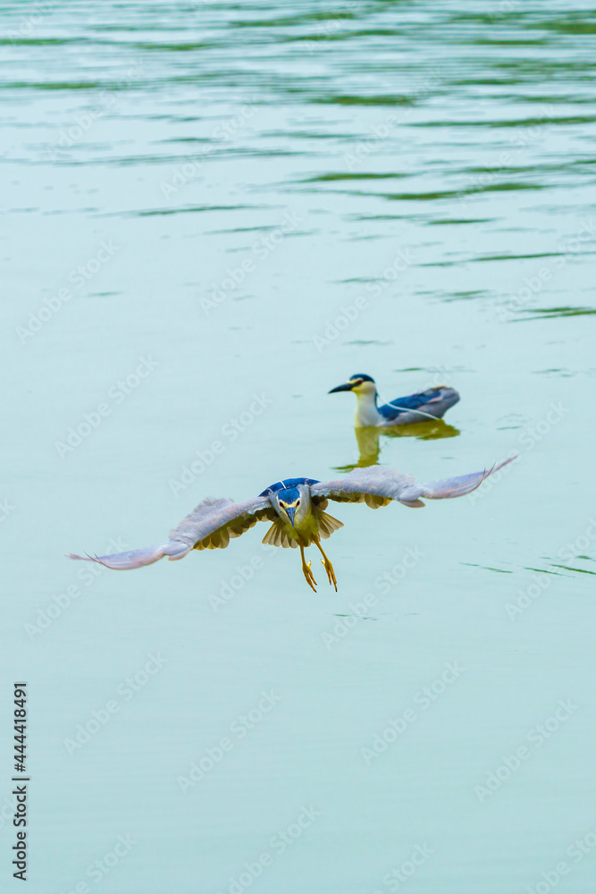 Canvas Prints the night heron