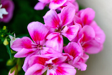 Lila pinke Blume close up