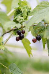 Black currant berries on a branch