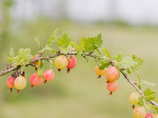 Gooseberries on a branch in the garden. Natural and organic products concept