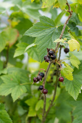 Black currant berries on a branch