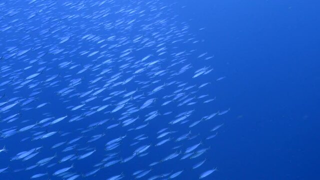 Seascape with School of Boga Fish in the turquoise water of coral reef in Caribbean Sea, Curacao