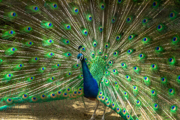 Obraz premium 孔雀