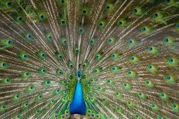 Obraz premium 孔雀