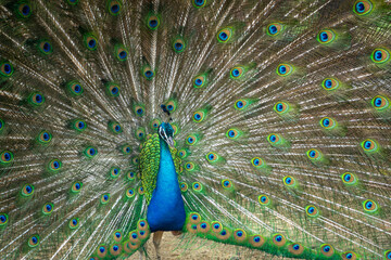 Obraz premium 孔雀