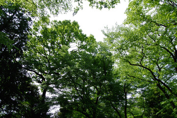 Fototapeta premium tree in the forest