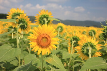 Obraz premium 栃木県益子町のひまわり畑