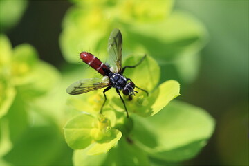 Raupenfliege / Cylindromyia bicolor