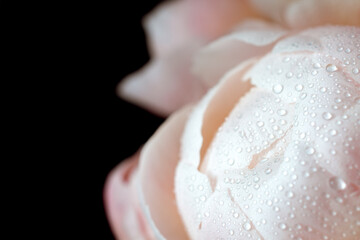 Pink peonies with dew drops on an isolated black background. the concept of a greeting card. a poster on the wall.