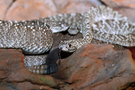 Crotalus Rosa Crotalus bilder – Bläddra bland 1,965 stockfoton, vektorer och videor ...
