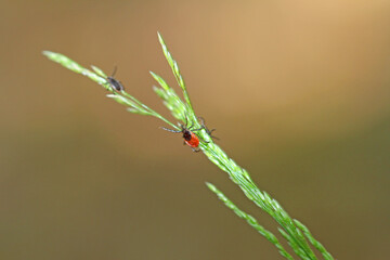 common wooden trestles lurking on the blade of grass, left the male and female right 
