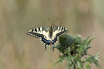 Old World Swallowtail Papilio machaon foraging on thistle