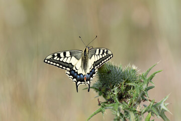 Old World Swallowtail Papilio machaon foraging on thistle