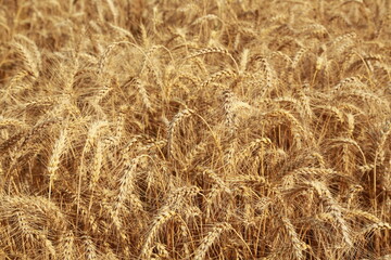 golden wheat field for harwesting