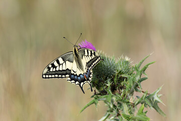 Old World Swallowtail Papilio machaon foraging on thistle