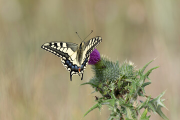 Old World Swallowtail Papilio machaon foraging on thistle