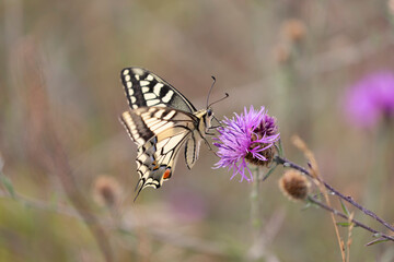 Old World Swallowtail Papilio machaon foraging on thistle