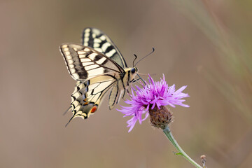 Old World Swallowtail Papilio machaon foraging on thistle