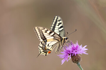 Old World Swallowtail Papilio machaon foraging on thistle