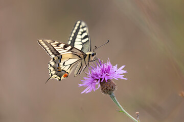 Old World Swallowtail Papilio machaon foraging on thistle