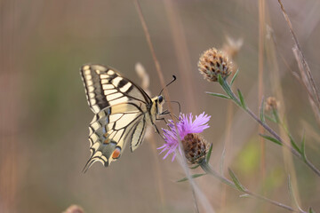 Old World Swallowtail Papilio machaon foraging on thistle