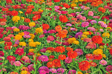 Fototapeta na wymiar Garden with multicolored gorgeous flowers