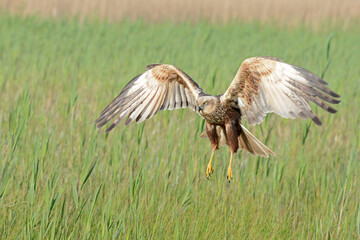 Marsh harrier