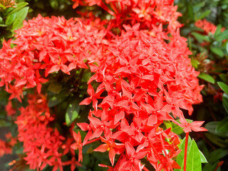 Fototapeta premium Red flowers bloom in a beautiful garden
