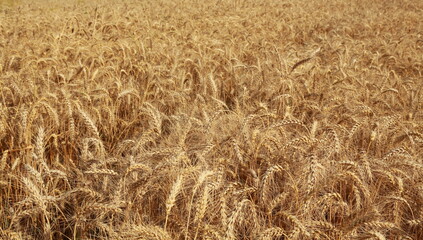 golden wheat field for harwesting