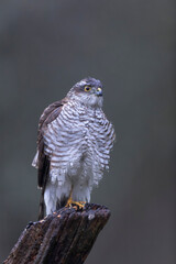 European Sparrowhawk Accipiter nisus in close view