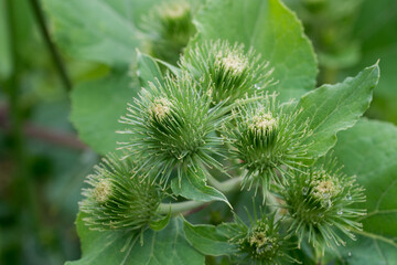 Arctium minus, lesser burdock flowers closeup selective focus