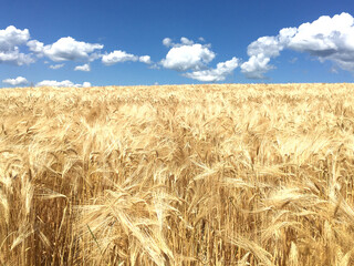 Wheat field with the blue sky background, daytime, summer sunny day