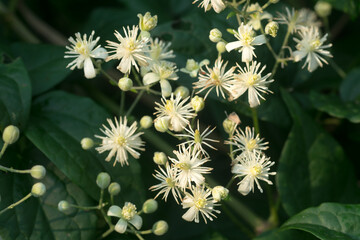 Clematis vitalba, traveller's joy flowers closeup selective focus