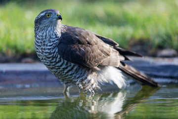 Obraz premium European Sparrowhawk Accipiter nisus in close view