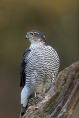 European Sparrowhawk Accipiter nisus in close view