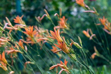 orange day lily flowers in garden selective focus