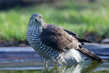 European Sparrowhawk Accipiter nisus in close view