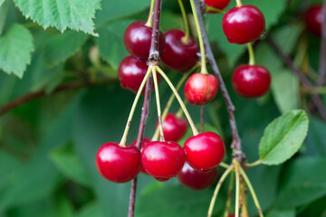 ripe cherries on twig closeup selective focus