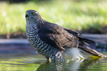 European Sparrowhawk Accipiter nisus in close view