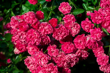 red climbing rose flowers