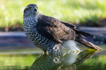 European Sparrowhawk Accipiter nisus in close view
