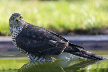 European Sparrowhawk Accipiter nisus in close view