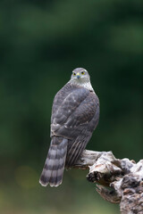 European Sparrowhawk Accipiter nisus in close view