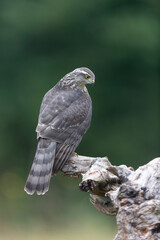 European Sparrowhawk Accipiter nisus in close view
