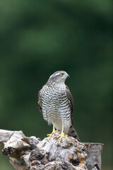 European Sparrowhawk Accipiter nisus in close view